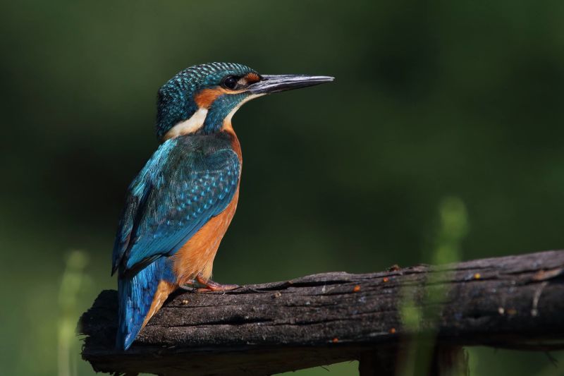 Guarda-Rios (Alcedo Atthis) - Foto de Antonio Cruz 3-6-2017