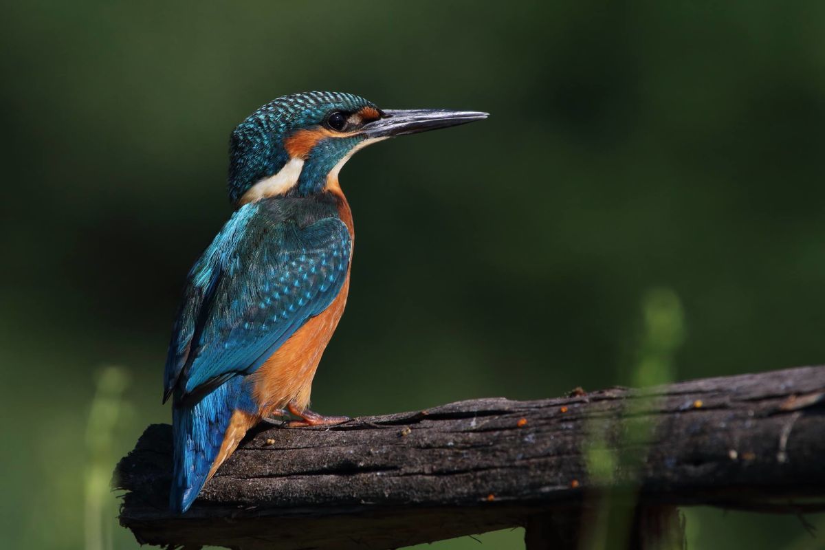 Guarda-Rios (Alcedo Atthis) - Foto de Antonio Cruz 3-6-2017